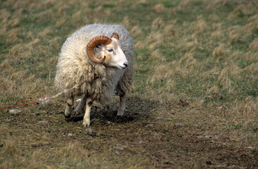 Mouton, race Mérinos