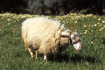 Mouton, race Crètois
