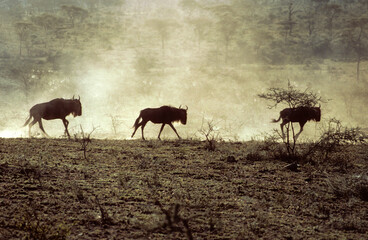 Gnou bleu, migration, Connochaetes taurinus, Parc national de Masai Mara, Kenya
