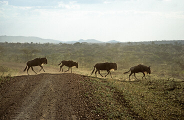 Obraz premium Gnou bleu, migration, Connochaetes taurinus, Parc national de Masai Mara, Kenya