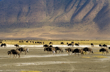Gnou à queue noire, Connochaetes taurinus, Parc national du N.Gorongoro Crater, Tanzanie