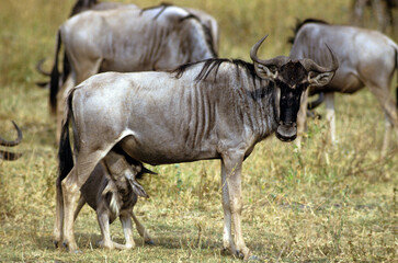 Gnou, Connochaetes taurinus, jeune, allaitement, Réserve de Masai Mara, Kenya