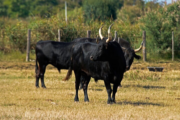 Taureau Camarguais, Camargue