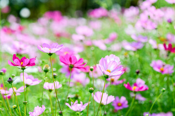 beautiful pink cosmos flowers in the farming area. flower field on winter season at Lop buri,
