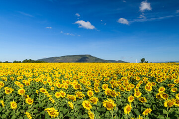 Beautiful sunflower flower blooming in sunflowers field with white cloudy and blue sky.