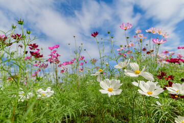 beautiful white and pink cosmos flowers in the farming area.