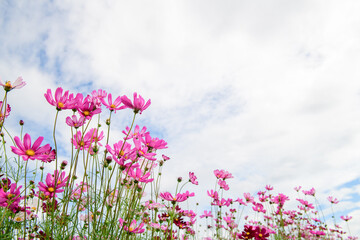 pink cosmos flower on white sky background. flower concept