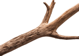 Obraz premium Dry tree wood branch isolated on a transparent background PNG