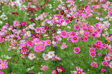 beautiful pink cosmos flowers in the farming area. flower field on winter season at Lop buri,