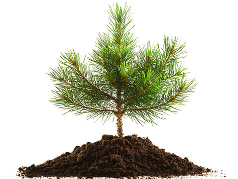 Pine tree sapling in fresh soil on transparent background(PNG)