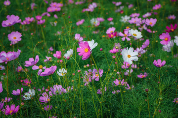 Obraz premium beautiful pink cosmos flowers in the farming area. flower field on winter season at Lop buri,