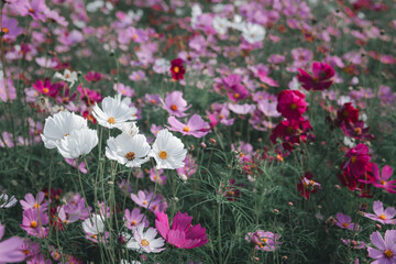 beautiful white and pink cosmos flowers in the farming area. flower field on winter season. vintage tone