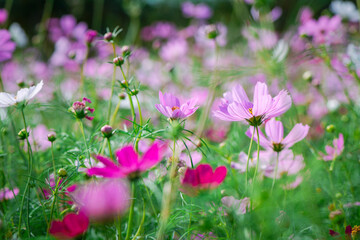 Obraz premium beautiful pink cosmos flowers in the farming area. flower field on winter season at Lop buri
