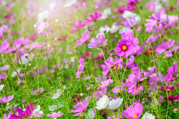 beautiful pink cosmos flowers in the farming area. flower field on winter season at Lop buri,