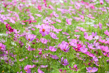 beautiful pink cosmos flowers in the farming area. flower field on winter season