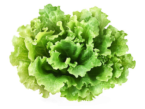recommend clip art: fresh green lettuce salad leaves isolated on transparent png
