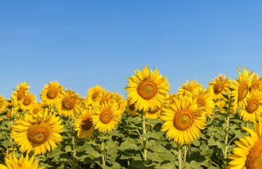 Obraz premium Beautiful sunflower flower blooming in sunflowers field with blue sky.