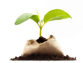 young plant sprout growing from soil isolated on white or transparent png background