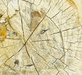 Close-up of the intricate patterns on a freshly cut tree stump showcasing the wood's natural beauty and details.
