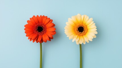 Vibrant red and yellow gerbera flowers on blue background floral still life bright color contrast aesthetic viewpoint
