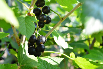 a bunch of black currant berries are growing on a bush