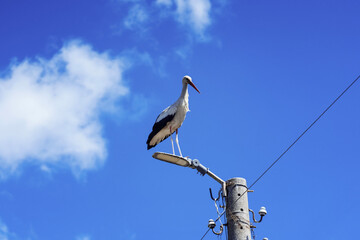 Stork perched on a streetlight under a clear blue sky in a peaceful countryside