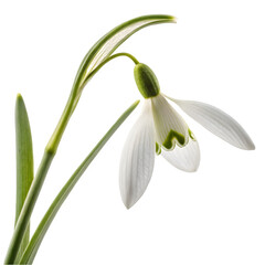 Obraz premium Bright bouquet of blooming galantus