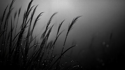 Obraz premium Dew Drops on Grasses in Misty Background Creating Ethereal Atmosphere
