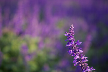 Purple Little Turtle Flower, close-up shot, blurred background