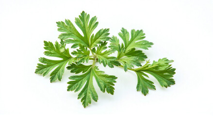 parsley isolated on white