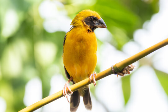 The baya weaver (Ploceus philippinus) is a weaverbird found across the Indian subcontinent and Southeast Asia
