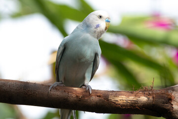 The budgerigar (Melopsittacus undulatus), also known as the common parakeet, shell parakeet or budgie is a small, long-tailed, seed-eating parrot native to Australia