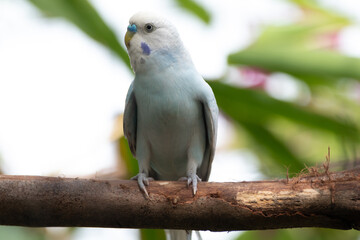 The budgerigar (Melopsittacus undulatus), also known as the common parakeet, shell parakeet or budgie is a small, long-tailed, seed-eating parrot native to Australia
