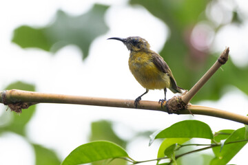 The olive-backed sunbird (Cinnyris jugularis ), also known as the yellow-bellied sunbird, is a species of sunbird found from Southern Asia to Australia.