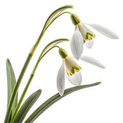 Obraz premium Bright bouquet of blooming galantus