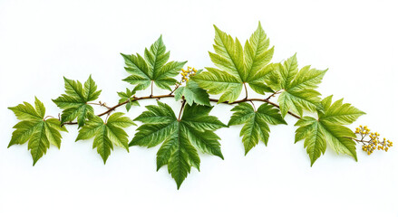 green leaves isolated on white