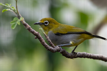 The yellow-ringed white-eye (Heleia wallacei) is a species of bird in the family Zosteropidae. It is found in the Lesser Sunda Islands