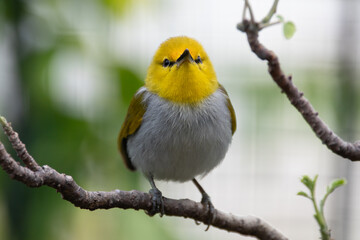 The yellow-ringed white-eye (Heleia wallacei) is a species of bird in the family Zosteropidae. It is found in the Lesser Sunda Islands