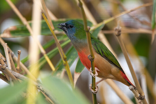 The pin-tailed parrotfinch (Erythrura prasina) is a common species of estrildid finch found in Southeast Asia: Malaysia, Brunei, Cambodia, Indonesia, Laos, Burma, Vietnam, Thailand and China