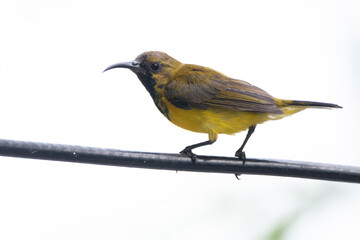 The olive-backed sunbird (Cinnyris jugularis ), also known as the yellow-bellied sunbird, is a species of sunbird found from Southern Asia to Australia.
