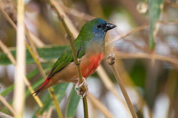 Obraz premium The pin-tailed parrotfinch (Erythrura prasina) is a common species of estrildid finch found in Southeast Asia