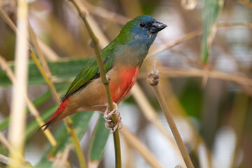 Obraz premium The pin-tailed parrotfinch (Erythrura prasina) is a common species of estrildid finch found in Southeast Asia