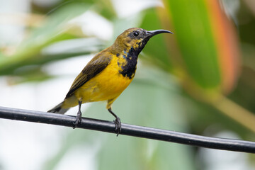 The olive-backed sunbird (Cinnyris jugularis ), also known as the yellow-bellied sunbird, is a species of sunbird found from Southern Asia to Australia.