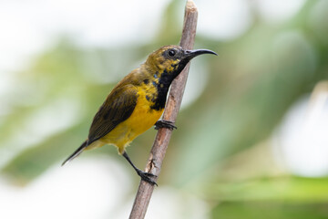 The olive-backed sunbird (Cinnyris jugularis ), also known as the yellow-bellied sunbird, is a species of sunbird found from Southern Asia to Australia.