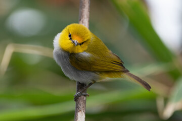 The yellow-ringed white-eye (Heleia wallacei) is a species of bird in the family Zosteropidae. It is found in the Lesser Sunda Islands