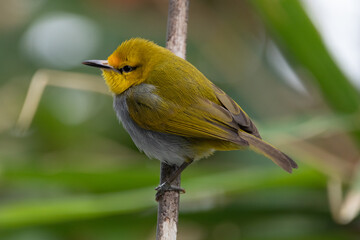 The yellow-ringed white-eye (Heleia wallacei) is a species of bird in the family Zosteropidae. It is found in the Lesser Sunda Islands
