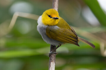 The yellow-ringed white-eye (Heleia wallacei) is a species of bird in the family Zosteropidae. It is found in the Lesser Sunda Islands