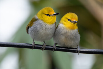 The yellow-ringed white-eye (Heleia wallacei) is a species of bird in the family Zosteropidae. It is found in the Lesser Sunda Islands