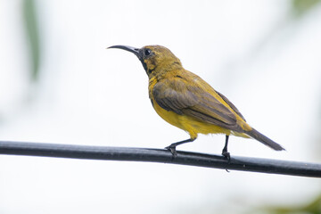 The olive-backed sunbird (Cinnyris jugularis ), also known as the yellow-bellied sunbird, is a species of sunbird found from Southern Asia to Australia.