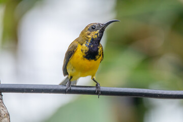 The olive-backed sunbird (Cinnyris jugularis ), also known as the yellow-bellied sunbird, is a species of sunbird found from Southern Asia to Australia.